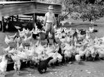 Army Poultry Farm