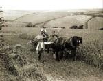 Days of the Shire Horses