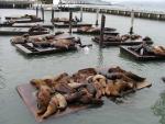 San Francisco sealions