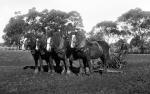 4 Horse Team Ploughing