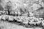 Australian Army Shepherds