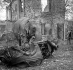 Circus Elephant Kiri