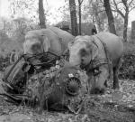 Circus Elephants Kiri and Many