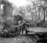 Circus Elephants Kiri + Many