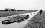 Beet Harvest Barge