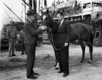Lindenwood Victory Horse Cargo