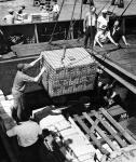 Loading Fruit at Sydney