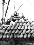 Unloading Fodder